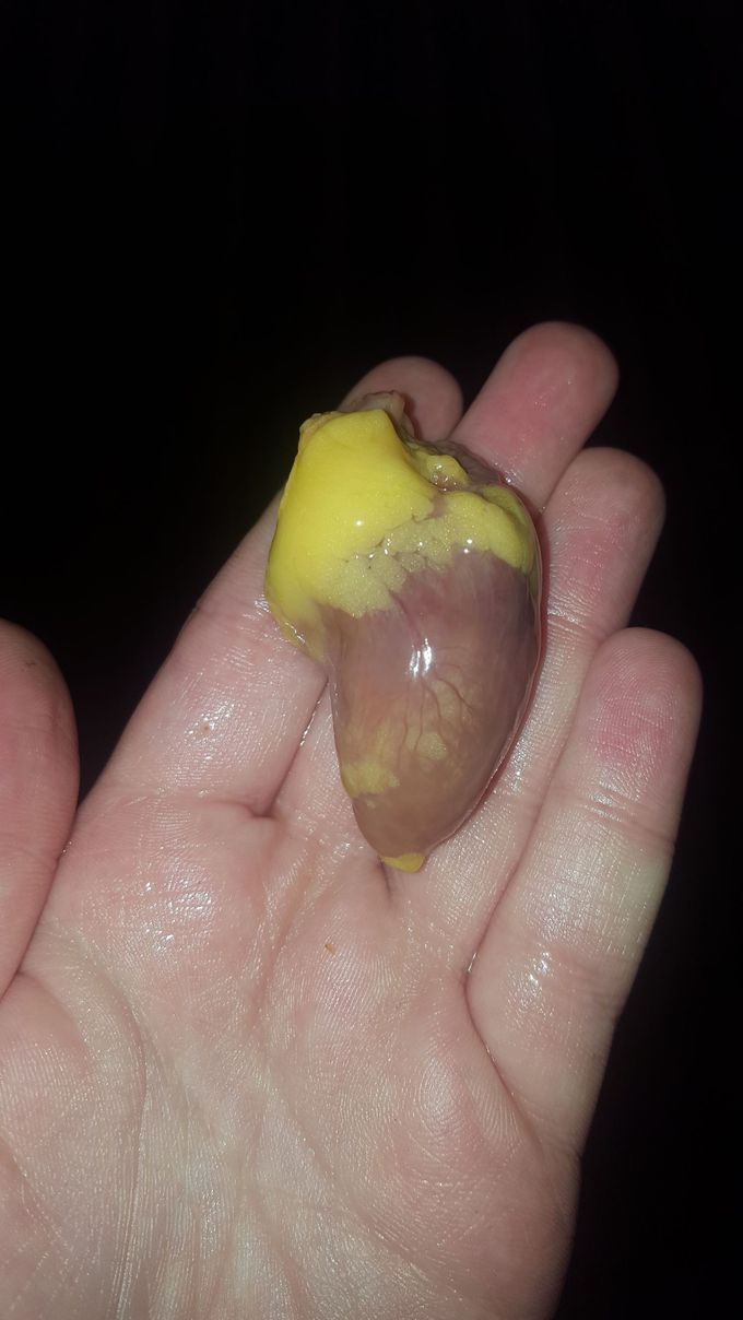 Chicken heart