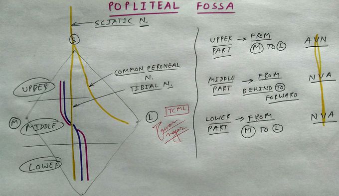 Popliteal fossa content