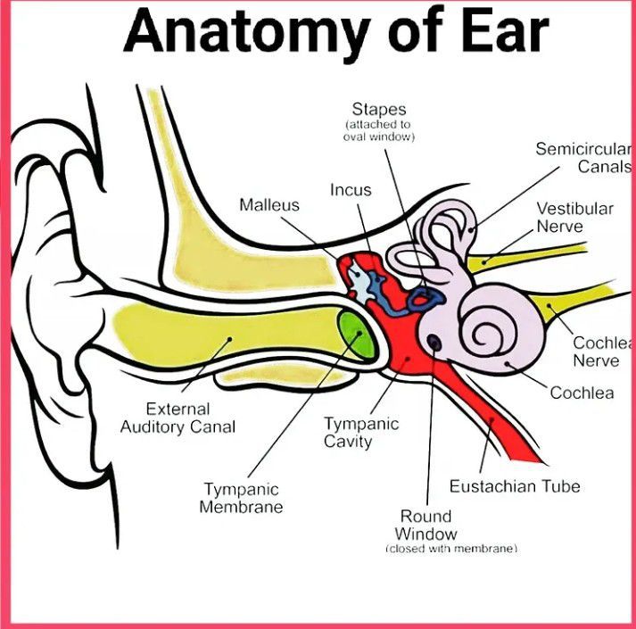 Anatomy of ear - MEDizzy
