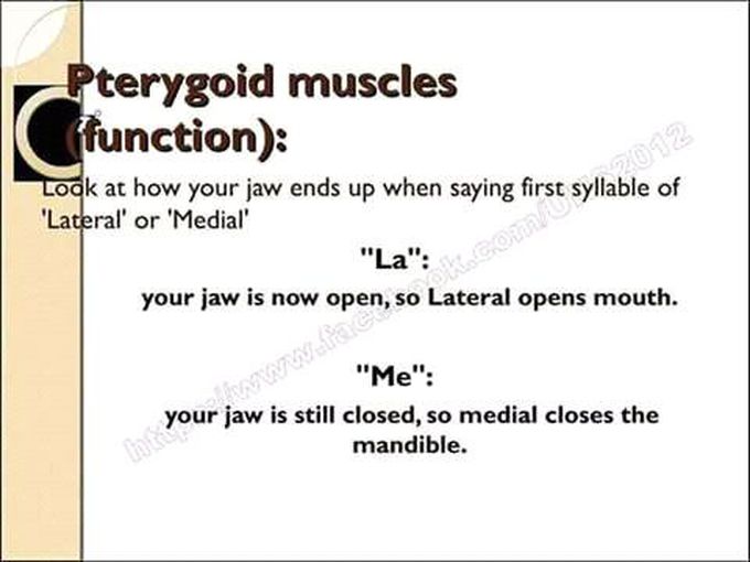 anatomy