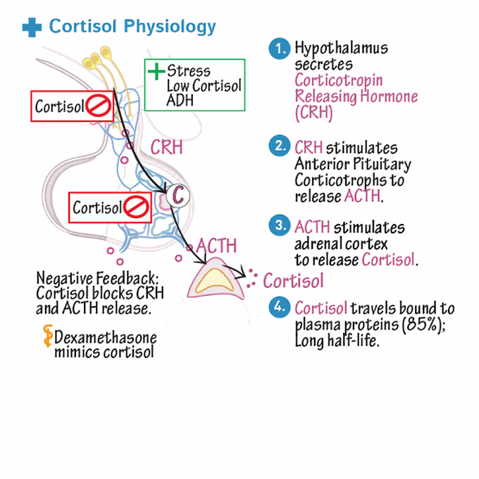 Cortisol Regulations