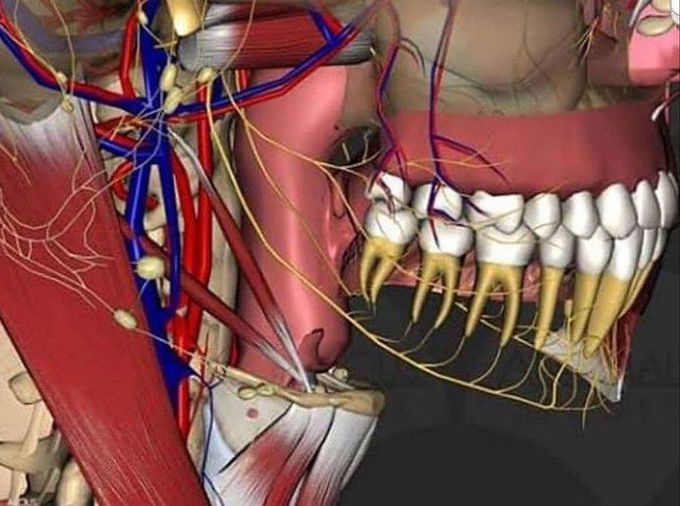 3D view of dental nerves