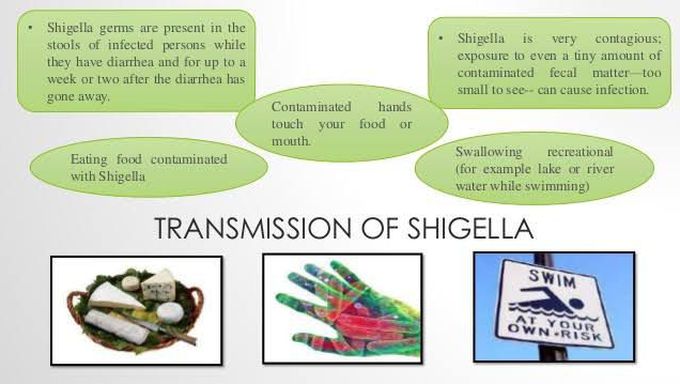 Shigella bacteria