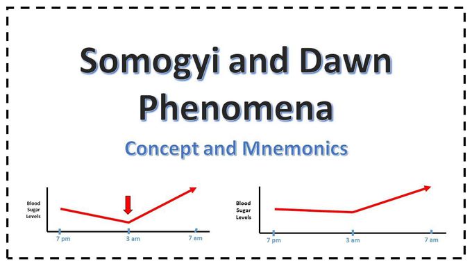 Somogyi and Dawn Phenomenon | Explained