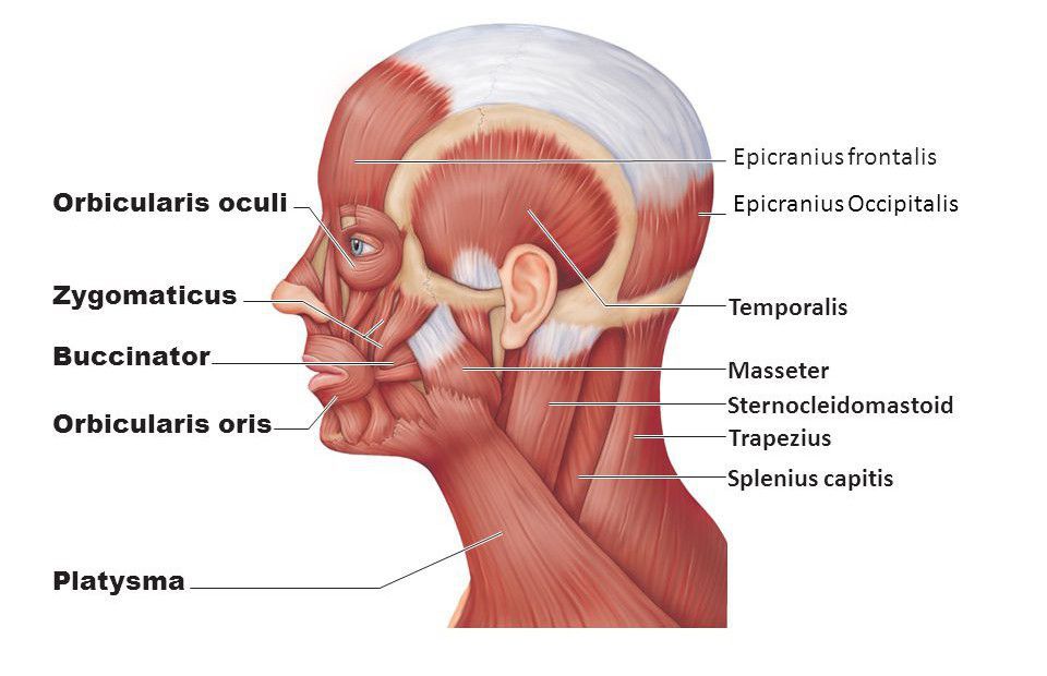 Muscles of scalp.