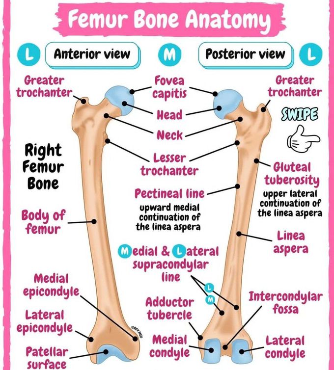 Femur Anatomy