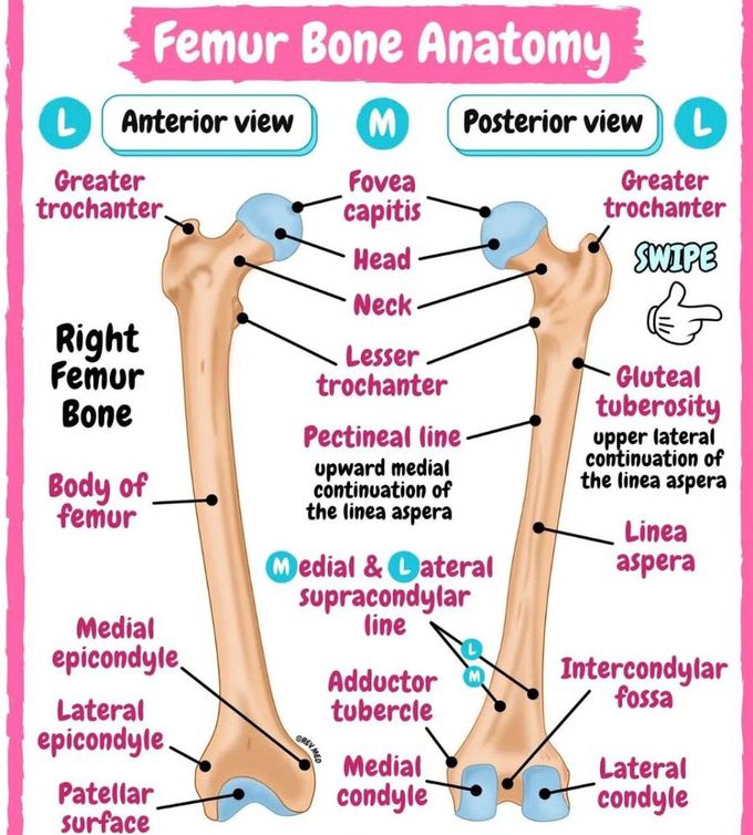 Femur Anatomy