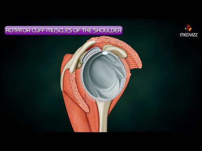 3D Animation of Rotator Cuff Muscles