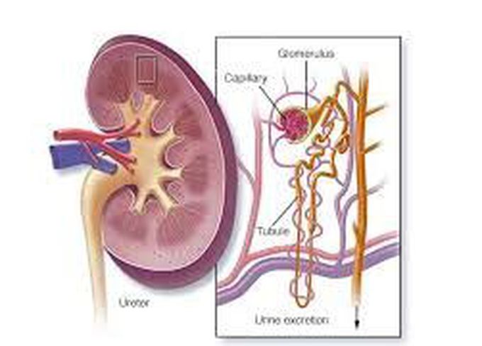 Lupus nephritis