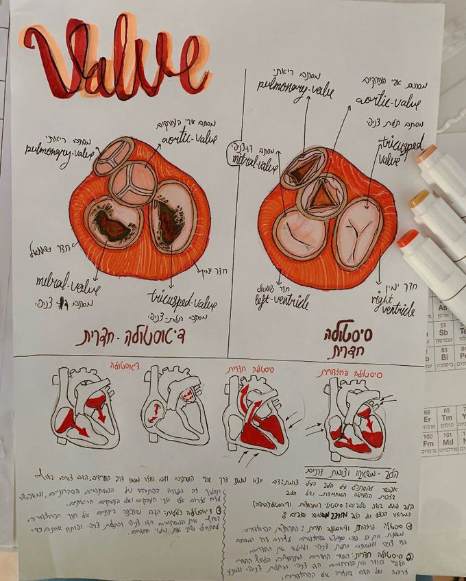 Heart valves ❤️