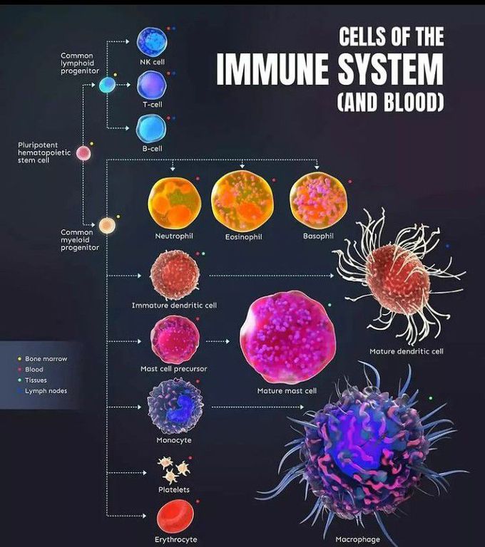 Cells of immune system and blood