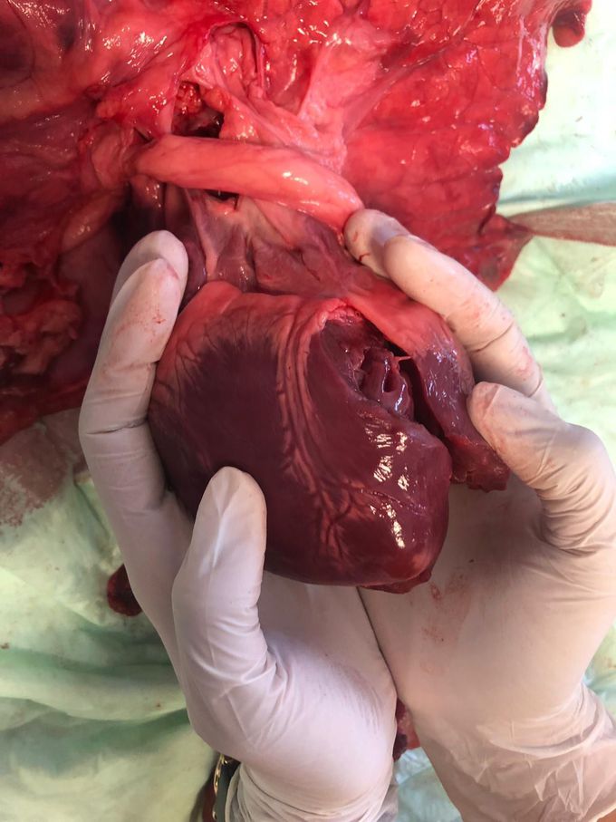 Pig‘s Heart 🐷 ❤️