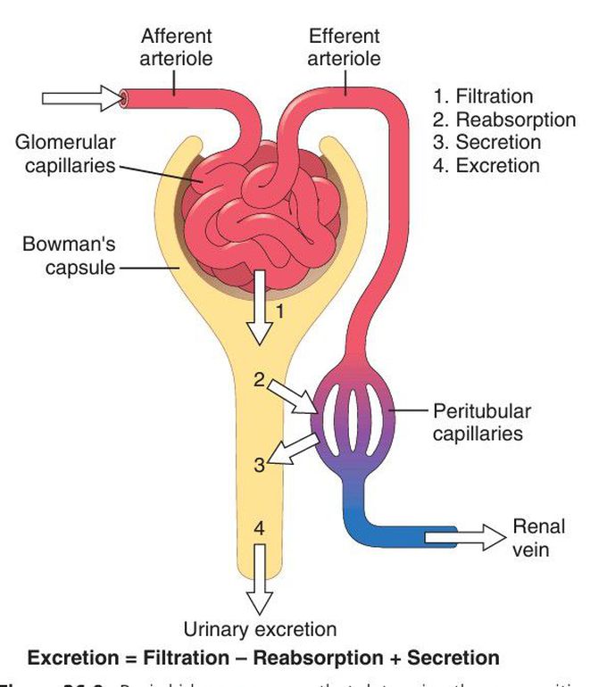 Basic kidney functions