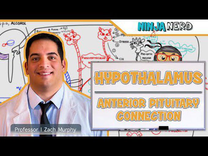 The Anterior Pituitary-Connection with
 hypothalamus