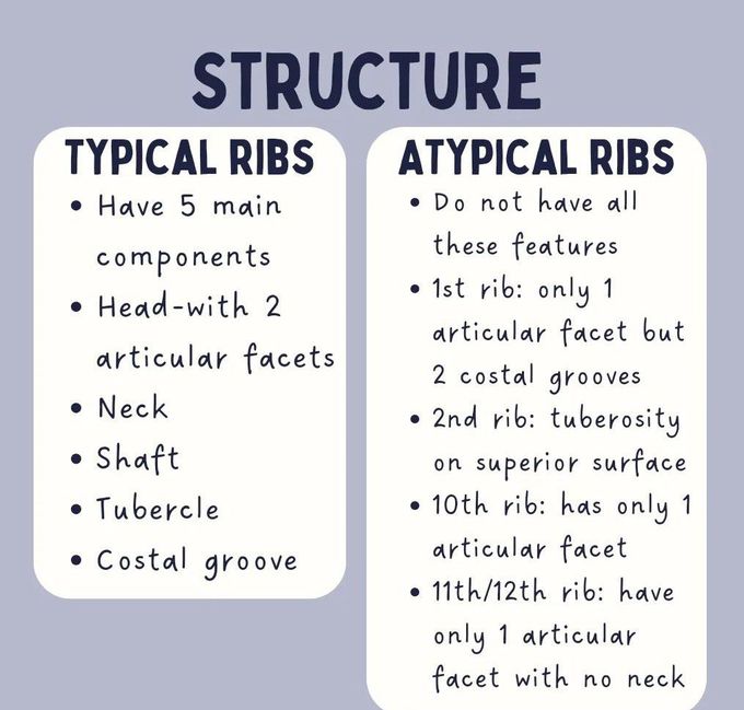 Ribs Anatomy II