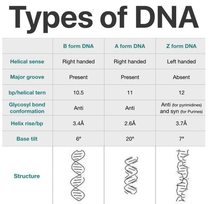 Types of DNA