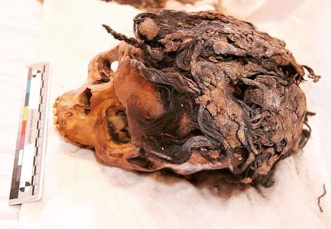 3,300 year-old skull