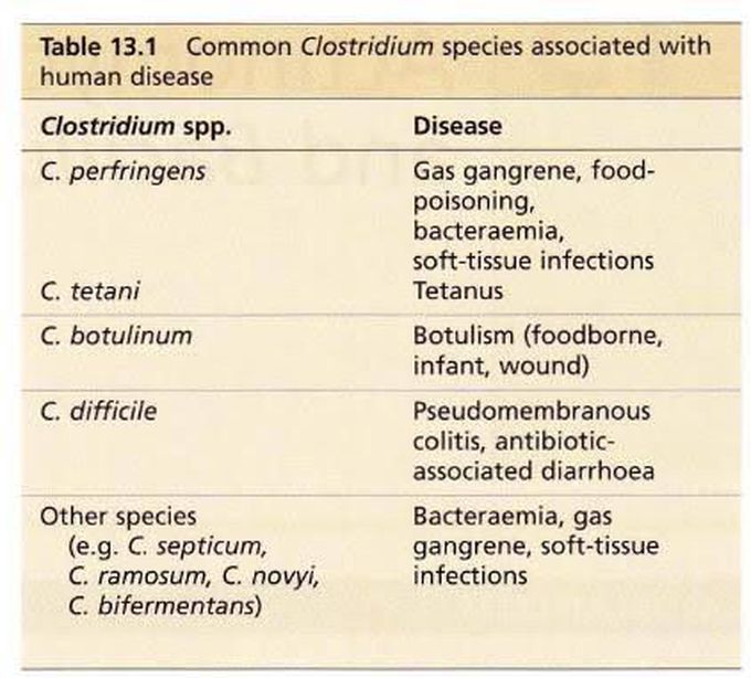 Clostridium species associated human disease