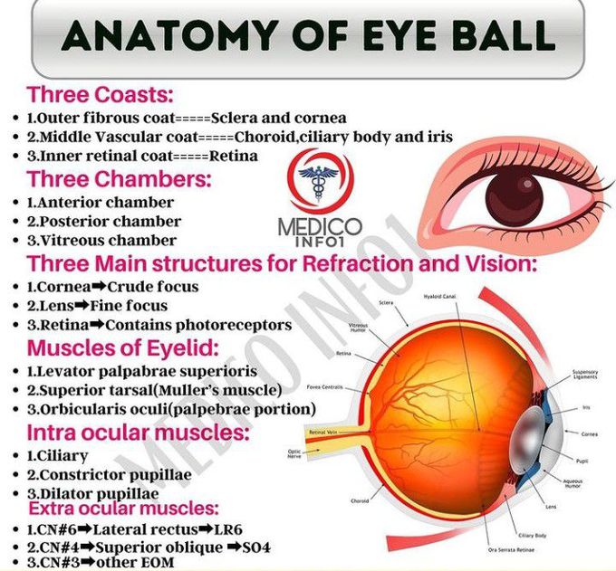 anatomy of eye ball