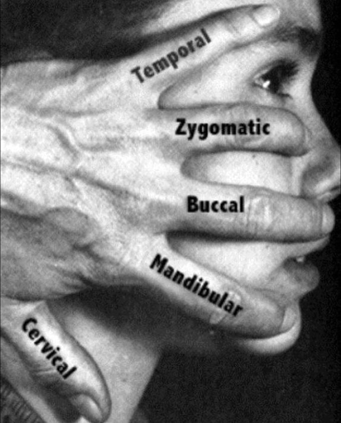 Branches of facial nerve