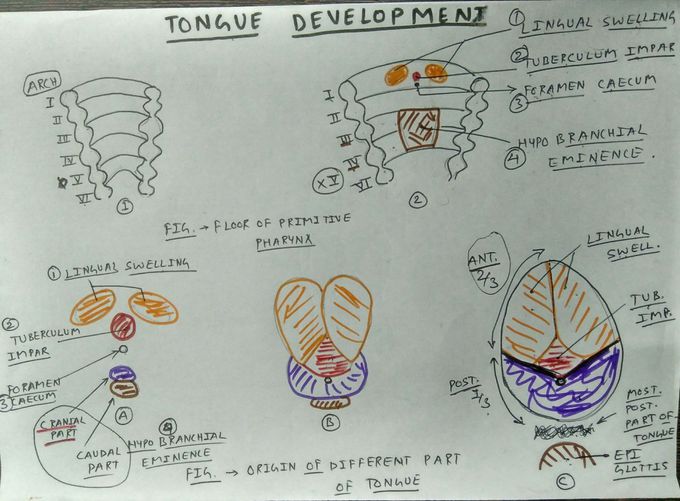 Development of tongue