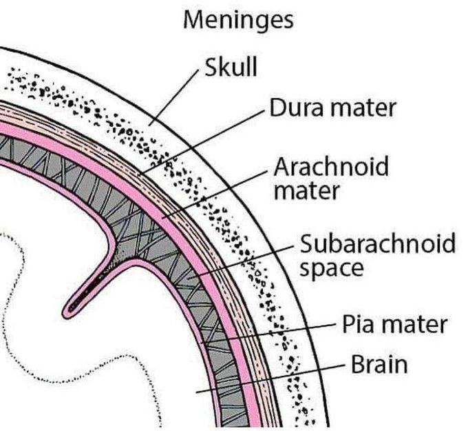 Meninges