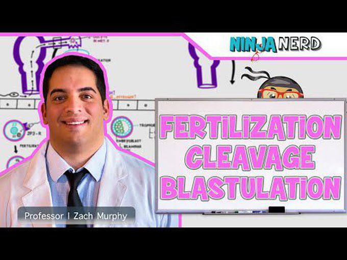 Cleavage & Blastulation