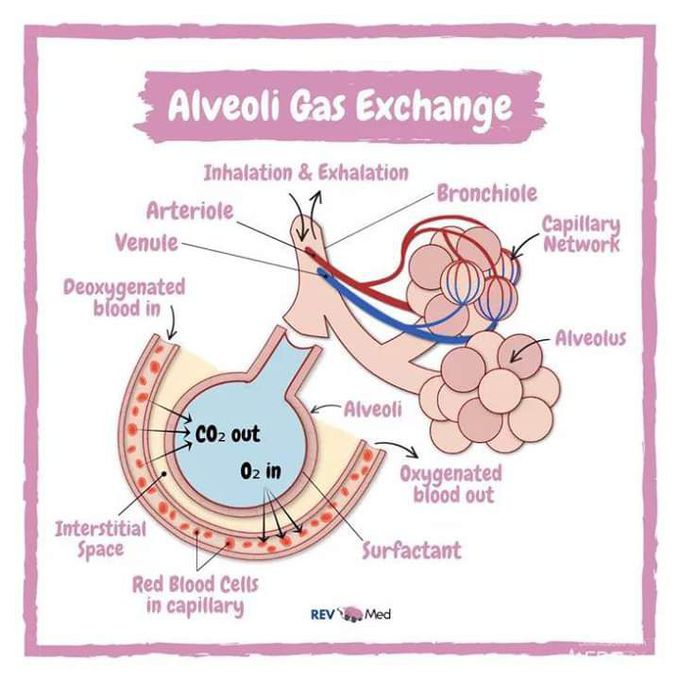 Alveoli