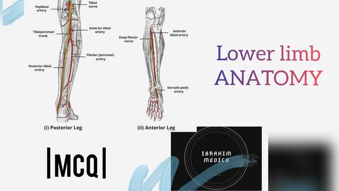 ANATOMY | MCQ | LOWER LIMB |