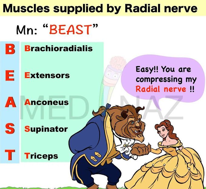 Radial Nerve-Muscle