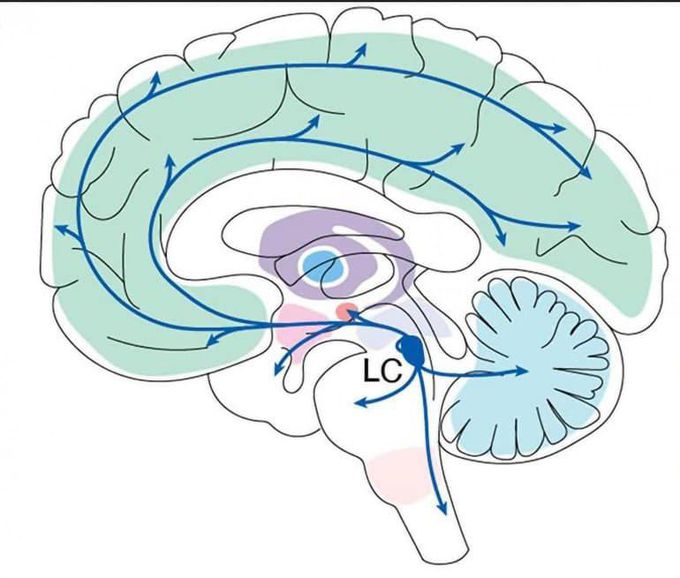 Neuroscientists Posit That Brain Region Is a Key Locus of Learning - Neuroscience News