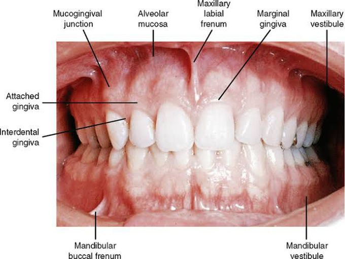 Buccal frenum