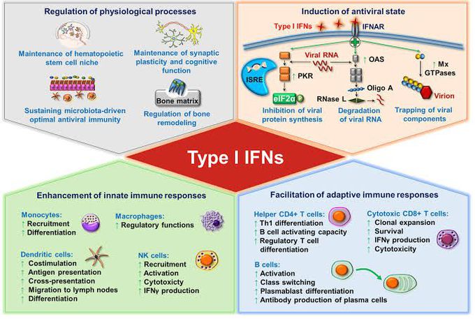 Type l interferons