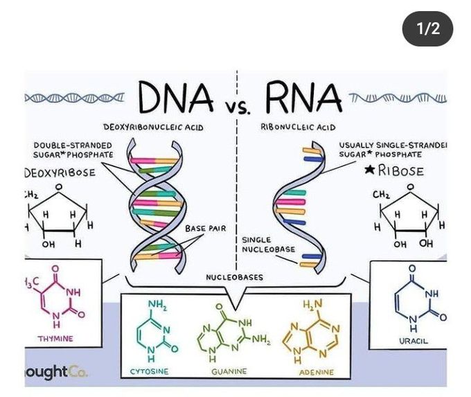 DNA VS RNA