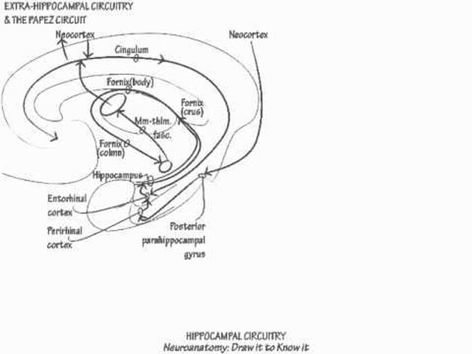 The Circuitry of Hippocampus