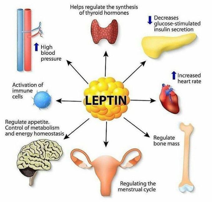 Leptin