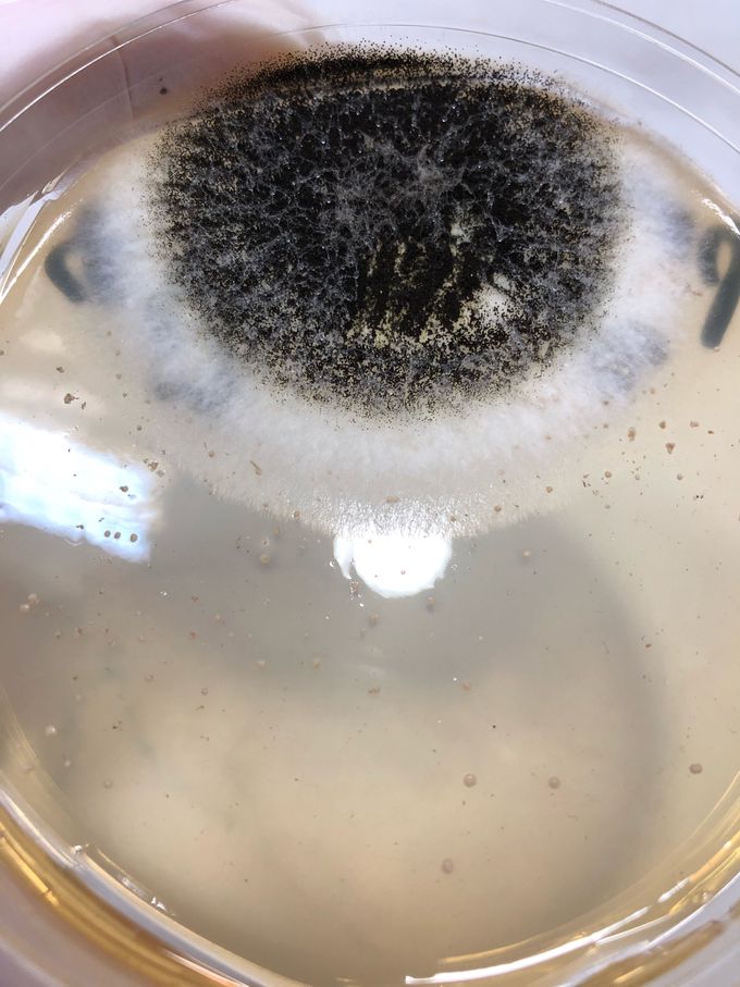 Aspergillus niger on saburo agar