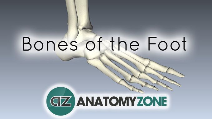 Bones Of The Foot. Tarsals, Metatarsals And Phalanges