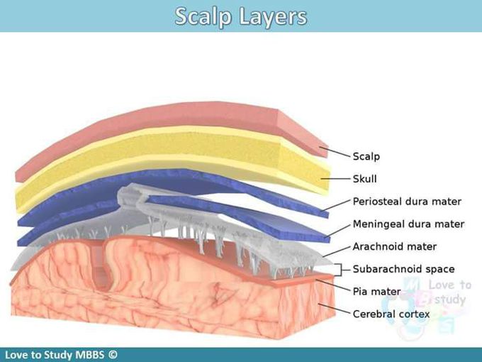 Scalp layer - MEDizzy