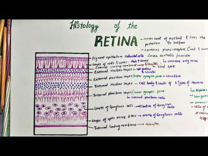 Histology of the Retina
