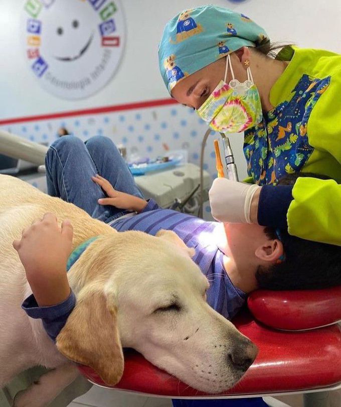 First Dental Assistant Dog
