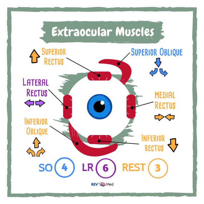 Extraocular Eye Muscles