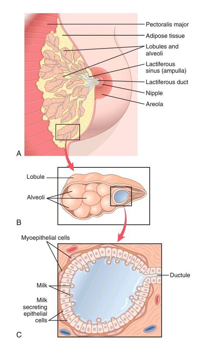 Human mammary gland