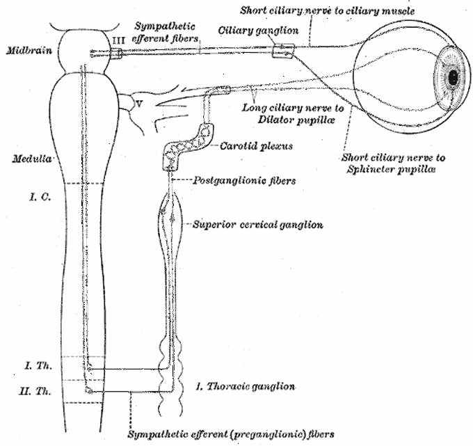 Carotid Plexus