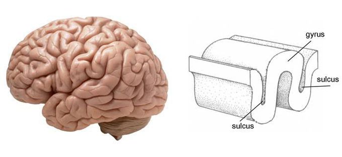 Sulcus of brain