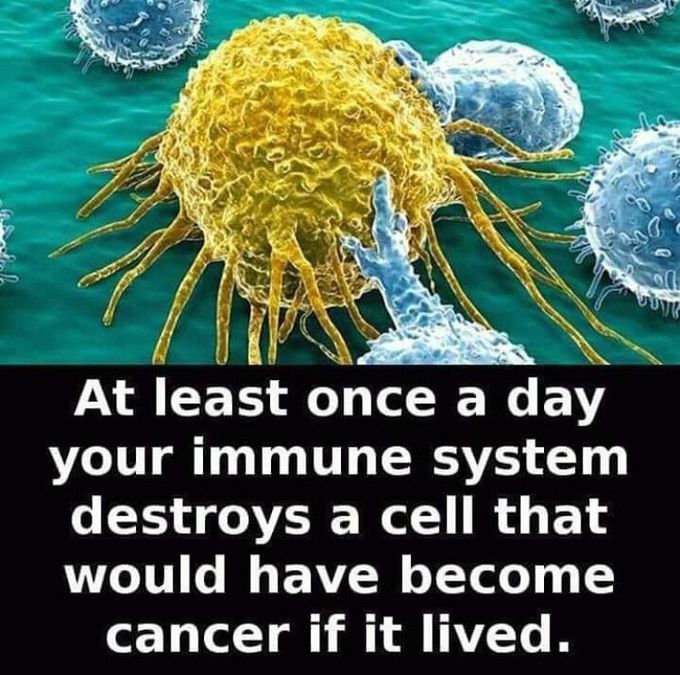 IMMUNE SYSTEM AMAZING 😉 FACTS