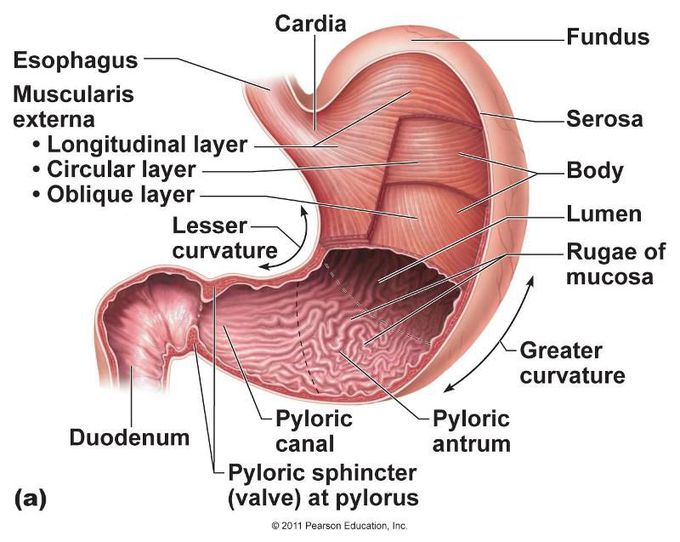 Stomach