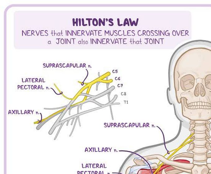 Hilton's law