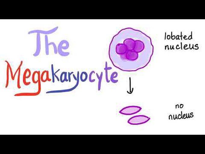 megakaryocyte diagram