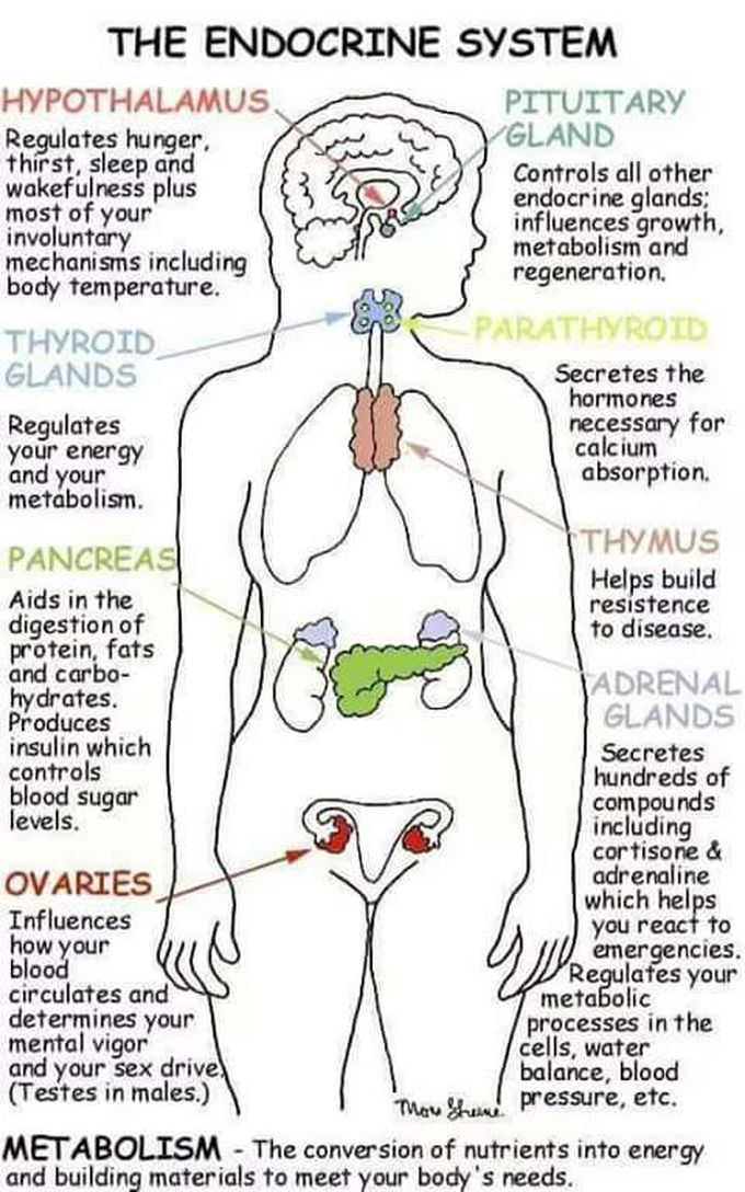 Endocrine system